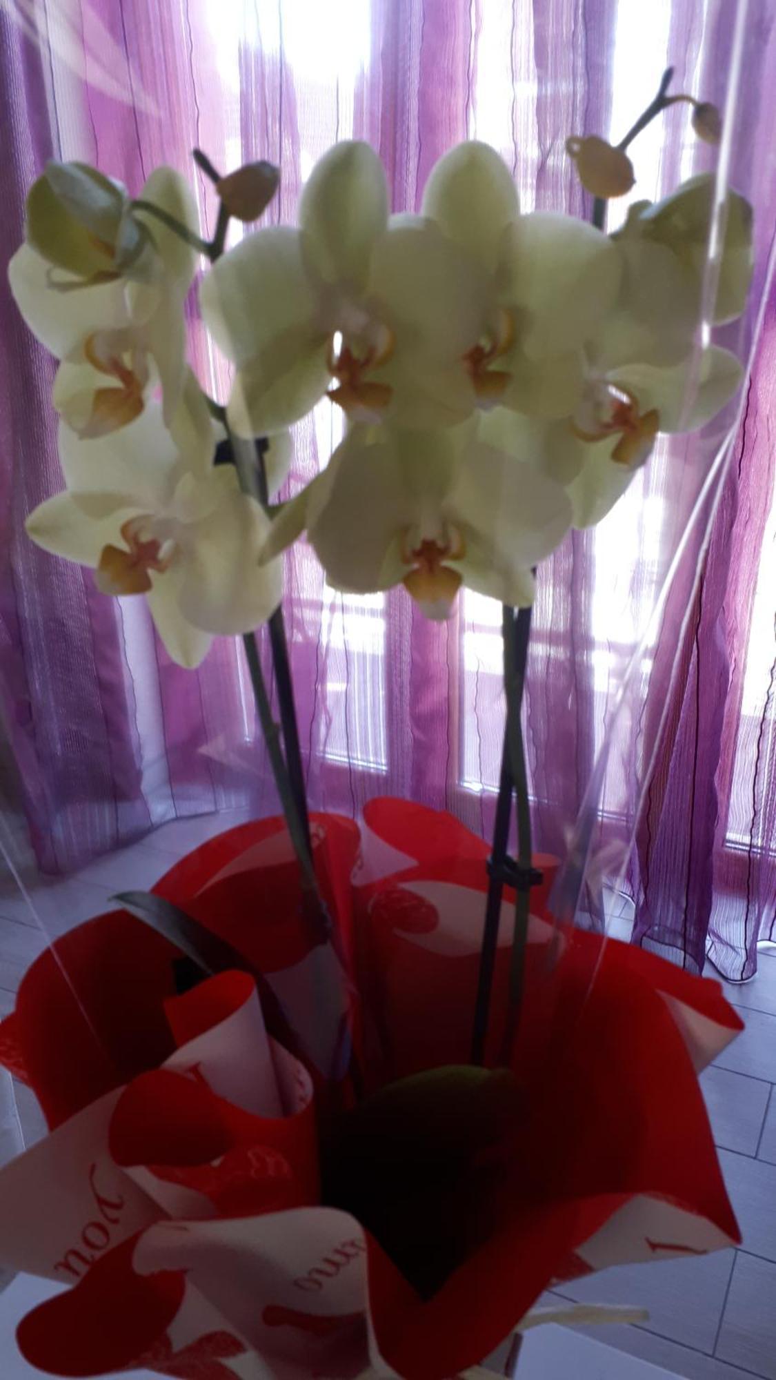 Hotel Casa Delle Orchidee Alba  Pokoj fotografie